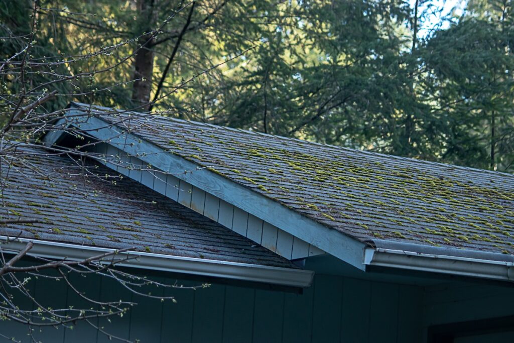 old roof mossy green growth on roof line of old house in washington stat